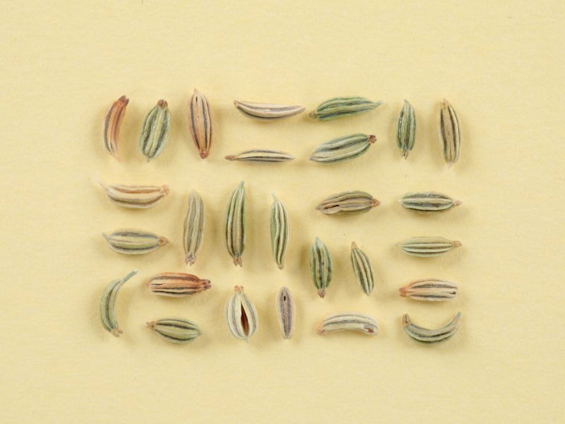 細い雫型で縦縞の入ったフェンネルのタネが、縦横に規則的に並んだ写真