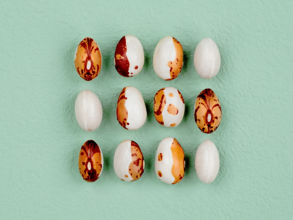 さまざまな模様のトラマメを並べた様子