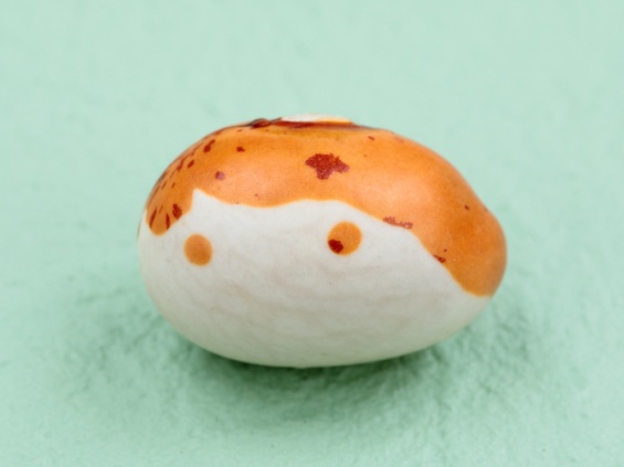 子どもの顔のような模様