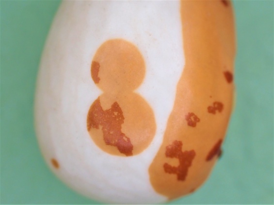 雪だるまのような模様