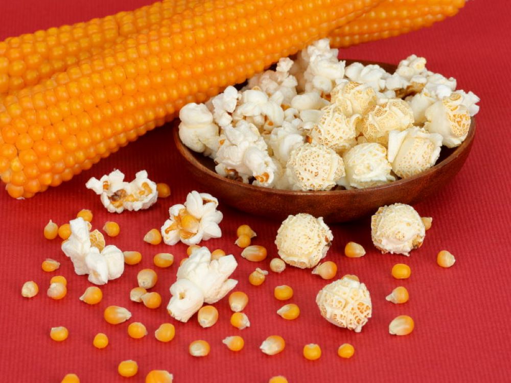 形が違う2種類のポップコーンと、ポップコーン用トウモロコシの莢2本が写った写真