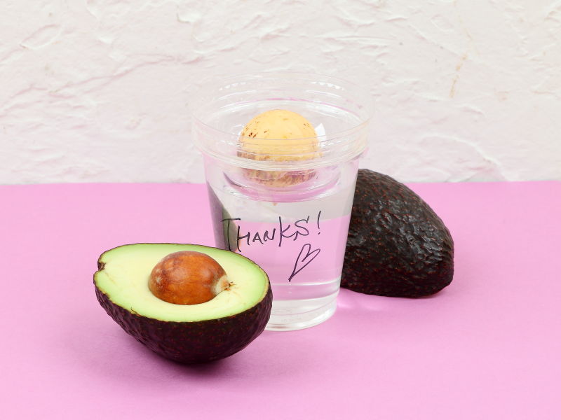 半分に割ったアボカドと、アボカドのタネを水耕で発根させている様子