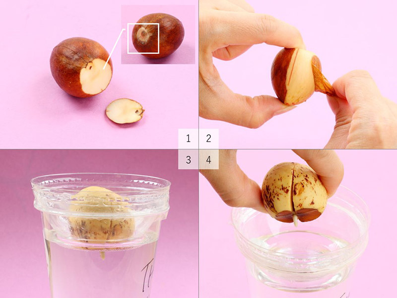 アボカドのタネのお尻を3mm程度の厚さに切り、表皮をむき、プラスティックカップなどの水耕で発根する手順を表した画像