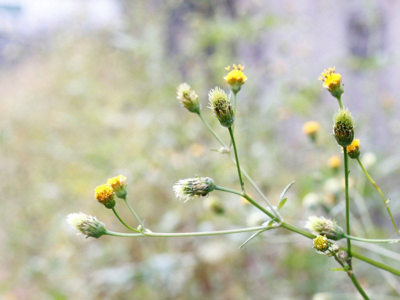センダングサのタネの様子