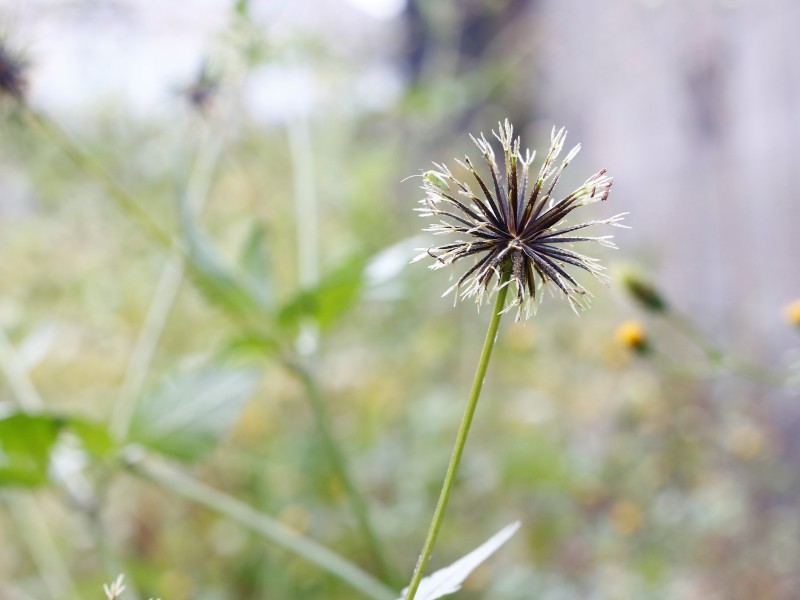 センダングサのタネが玉のように広がる様子
