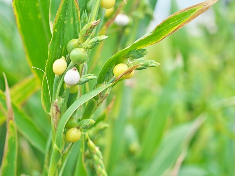 ジュズダマが育つ様子