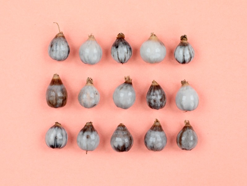 さまざまな模様のジュズダマのタネ