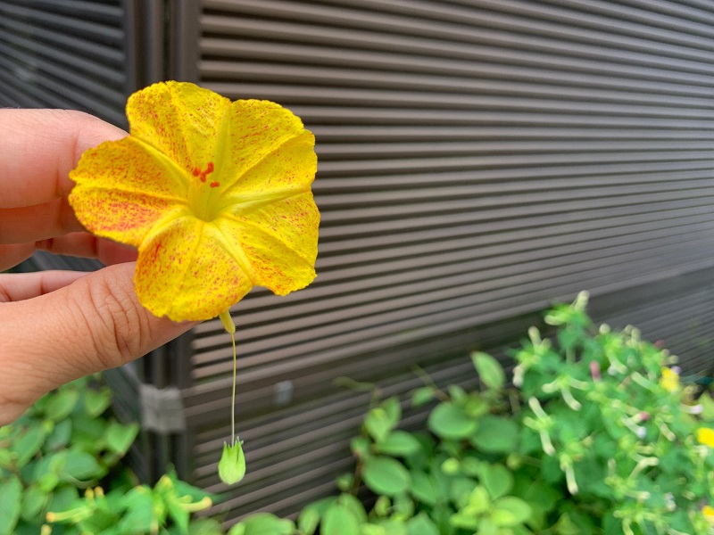 オシロイバナのパラシュートの様子