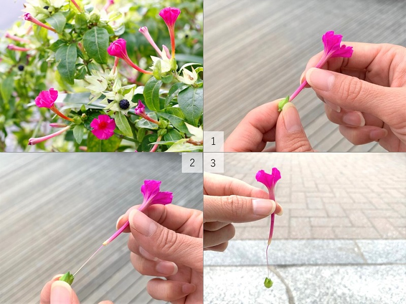 オシロイバナのパラシュートの作り方