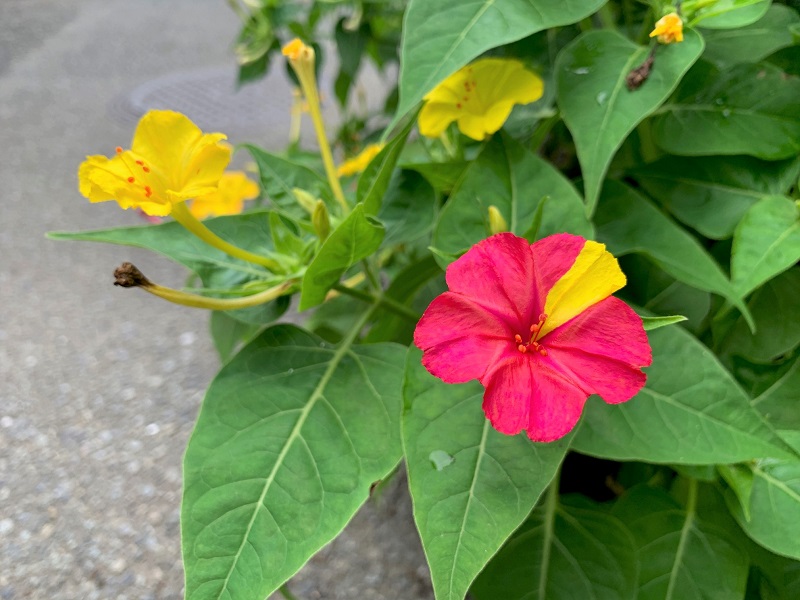 オシロイバナ写真