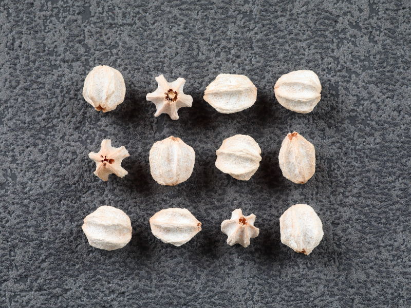 星のかたちをしたセンダンのタネ