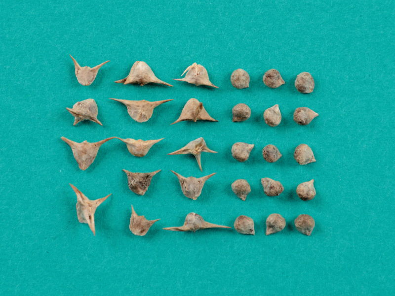 とげがあったり、丸いかたちをしたタネなどが並ぶ画像