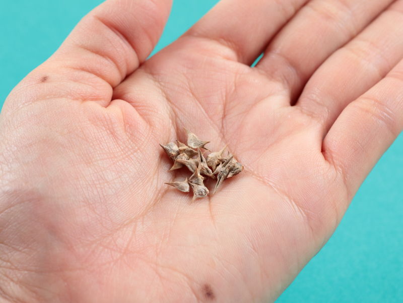 タネを手のひらにのせた画像