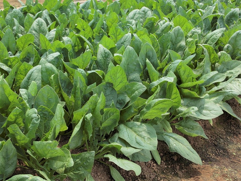 畑で栽培しているホウレンソウの画像