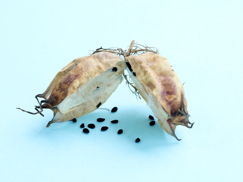 実の中から、黒い色のタネがこぼれ出ている写真