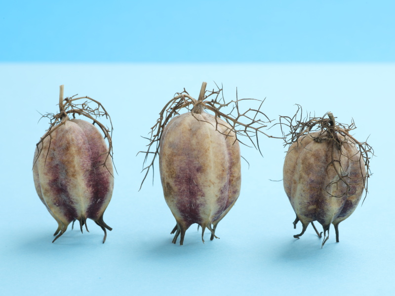 チューリップの蕾のような形の実を3個並べたデザイン写真