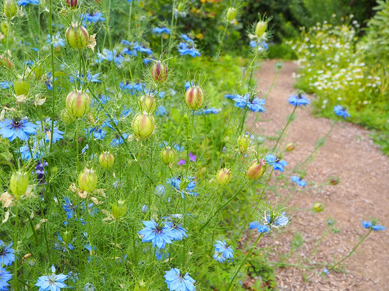 ニゲラの花の写真