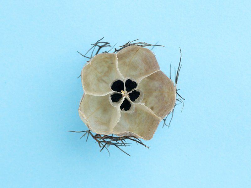 実を横に切ってみると、実の中央部分の狭い部屋にタネが格納されています。