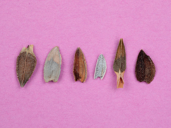 平べったく、灰色や茶色をしたジニアのタネが並んでいる様子