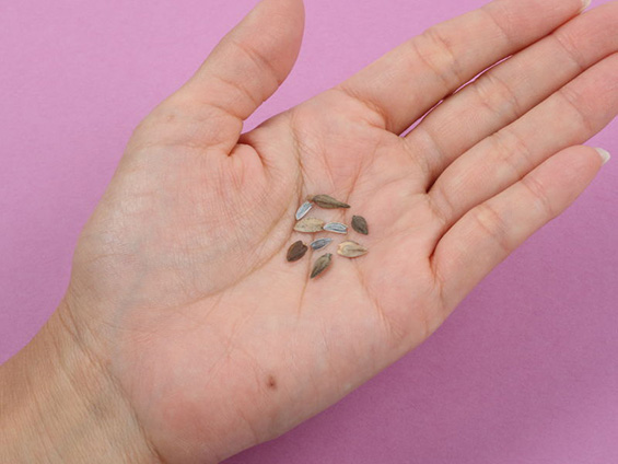 手のひらにのせたタネ