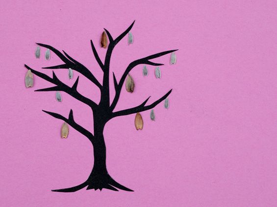 茶色や灰色をしたジニアのタネが並んでいる様子