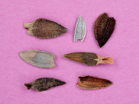 茶色や灰色をしたジニアのタネが並んでいる様子