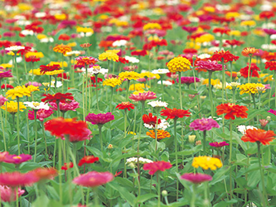赤や黄、ピンクなどの色鮮やかなジニアが咲く様子