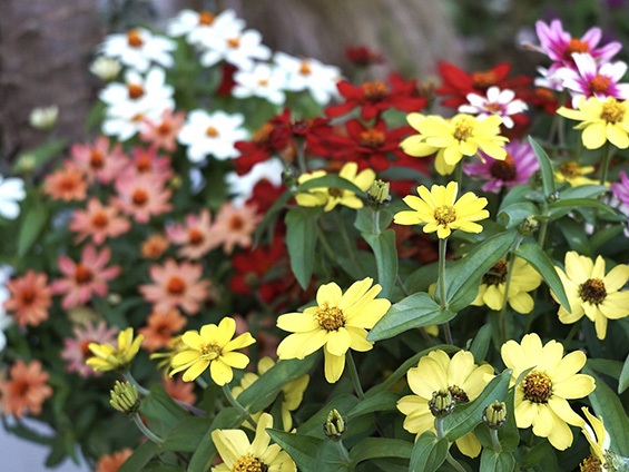 赤や黄、ピンクなどの色鮮やかなジニアが咲く様子