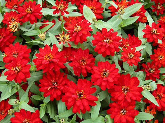 赤い花の色をしたプロフュージョン