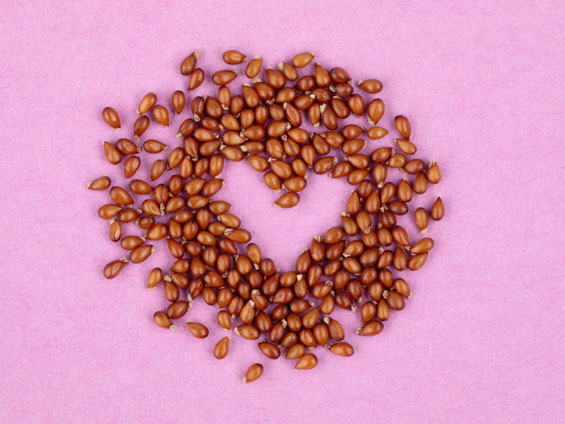 このタネなんのタネ?