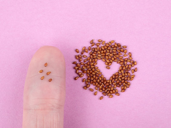 このタネなんのタネ?2