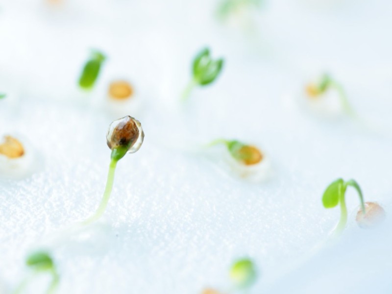 水を含んでタネが発芽した様子