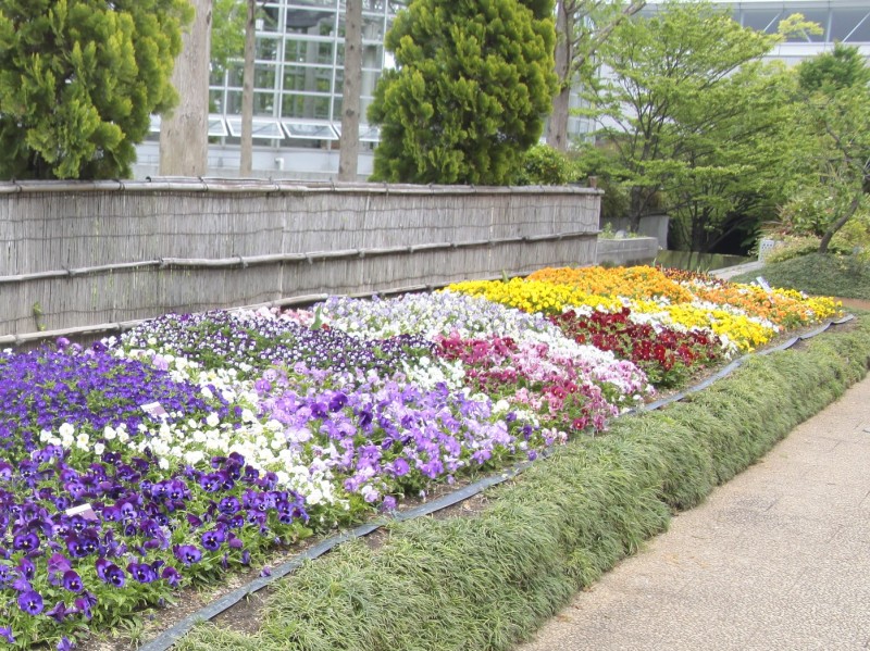 満開の色とりどりのパンジー、ビオラ