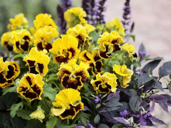 フリル咲きのパンジー