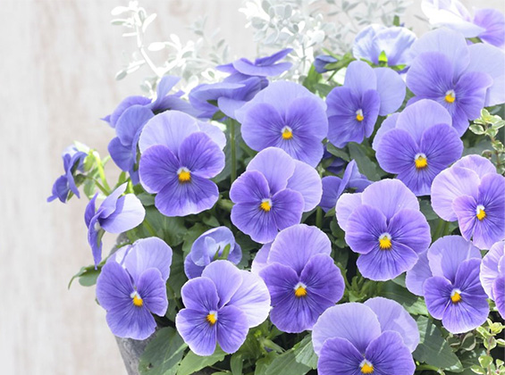 中小輪系のパンジー