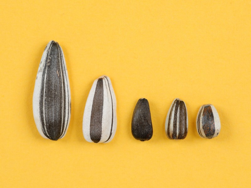 このタネなんのタネ?しましまが特徴のタネです。