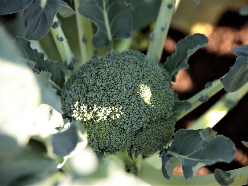 畑のブロッコリーの様子。