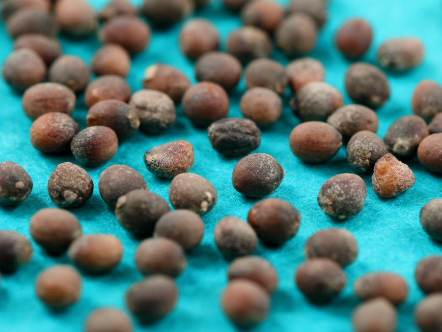 茶色いタネが並んだ様子。