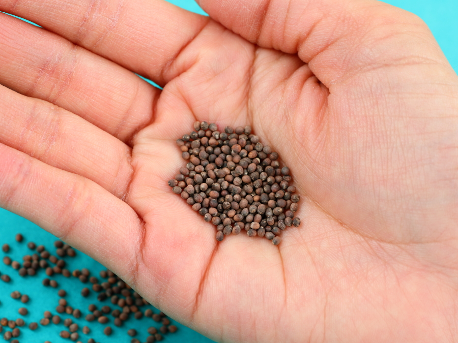 手のひらにのせたタネ。