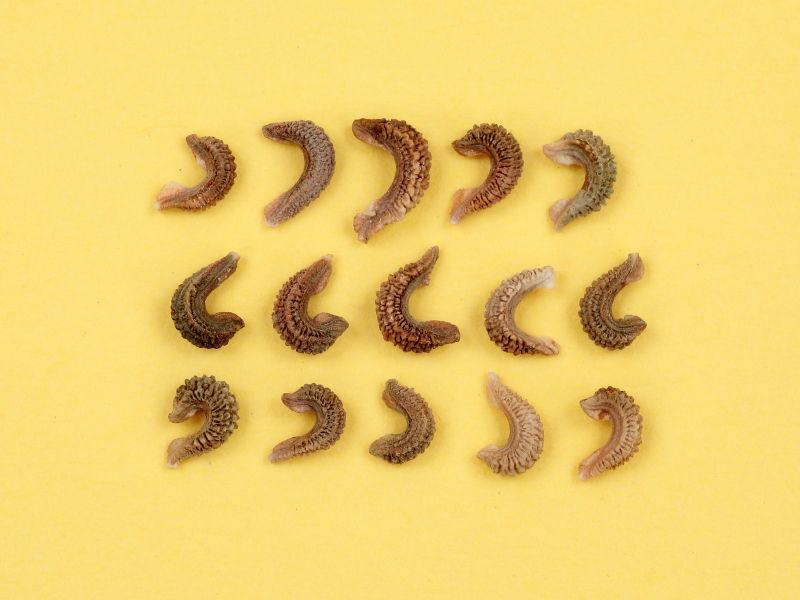 Cの字のカーブが、きついタネと、ゆるいタネが並んでいる写真。