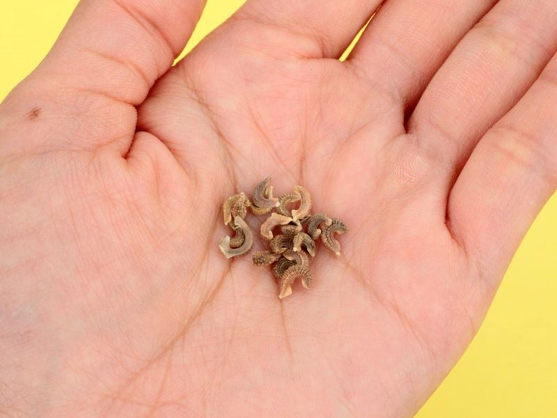 タネを手のひらにのせた画像