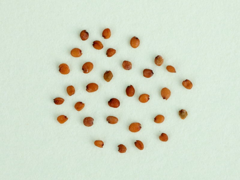 ゴマよりずっと小さい丸いタネが並ぶ画像