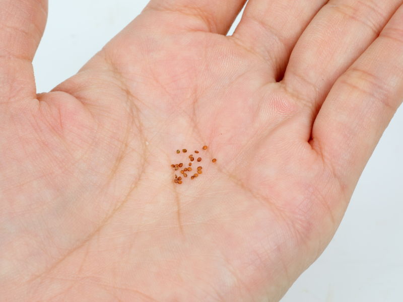 タネを手のひらにのせた画像