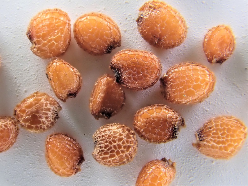 しわが一面にある拡大画像