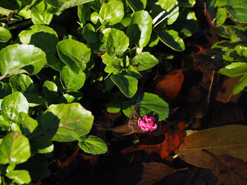 小川で生育するクレソンの画像