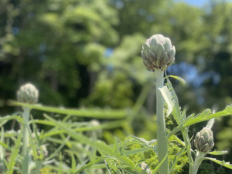 アーティチョークが育つ様子