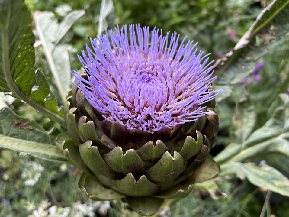 アーティチョークの花は紫系のネオンカラー