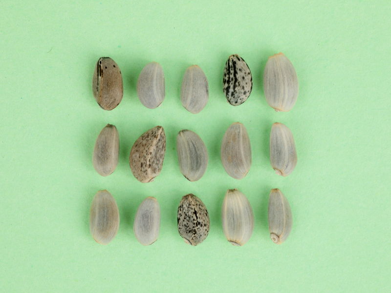 このタネは何のタネでしょう?