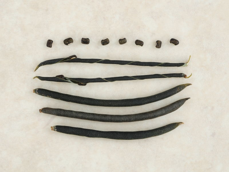 黒い莢とあずきのようなかたちをしたタネの画像