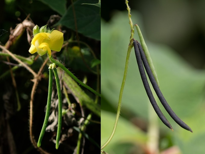 黄色い花と緑の莢、熟した黒い莢を並べた画像。